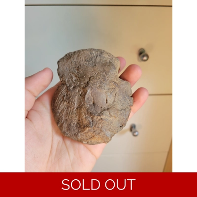 Rare Large Hadrosaur Dinosaur Ungual Claw Fossil From Canada